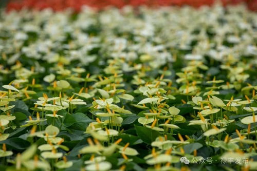 祿豐花卉產(chǎn)業(yè)協(xié)會換屆啟新程 云花標(biāo)桿領(lǐng)跑全州，美麗經(jīng)濟(jì)綻放芬芳