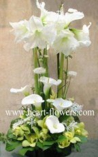 心花怒放 專業(yè)花卉服務(wù)，傳遞美好情感