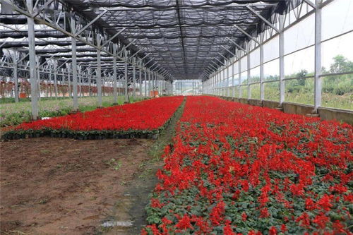 60萬株精品花卉扮靚城區(qū)，自然美妝點(diǎn)亮城市容顏