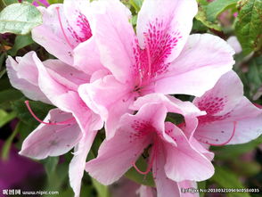 花卉數(shù)碼專題 高清花卉圖片賞析與下載指南